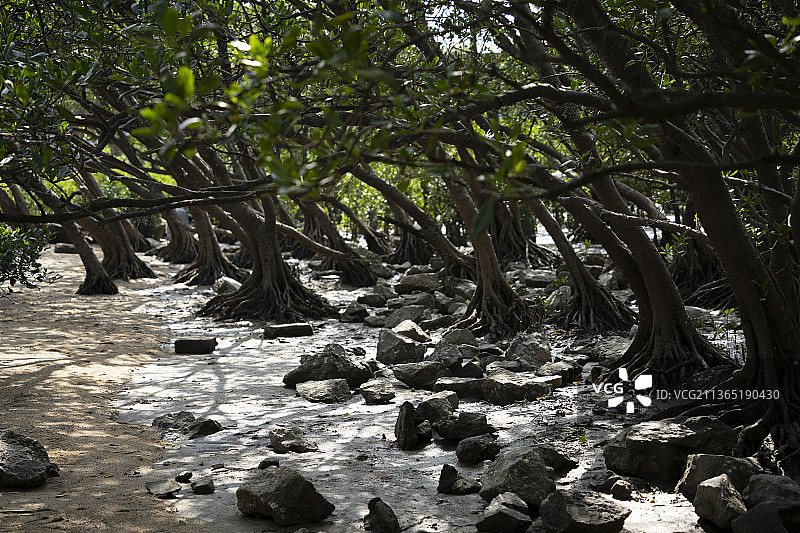 中国广东深圳沿海亚热带海岸潮间带红树林保护树种图片素材