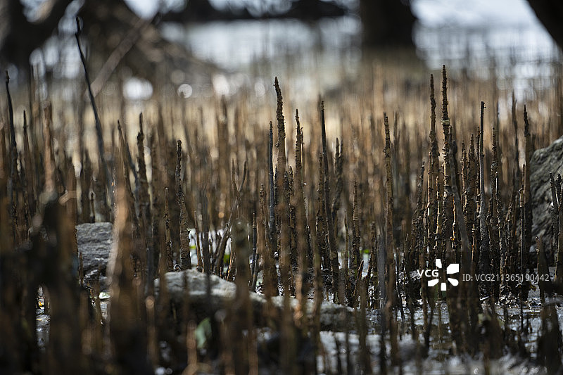 中国广东深圳沿海亚热带海岸潮间带红树林保护树种图片素材