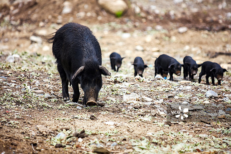 西藏波密藏香猪图片素材