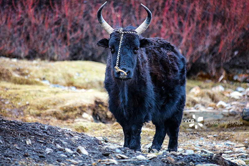 高原牦牛图片素材