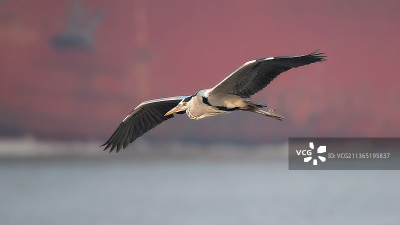 浦江苍鹭图片素材