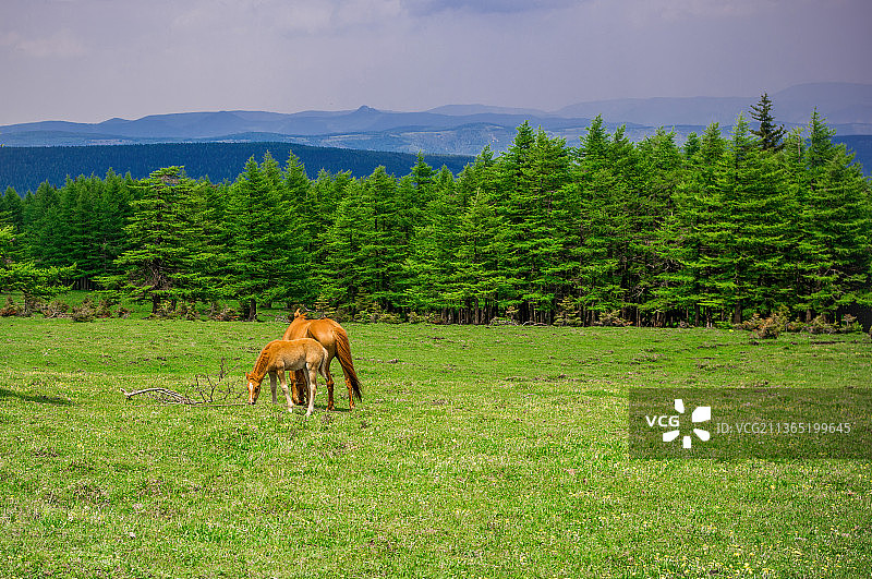 芦芽山草甸野马图片素材