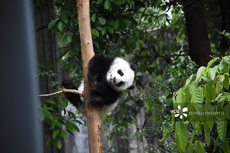 成都大熊猫繁育研究基地糯米团子图片素材