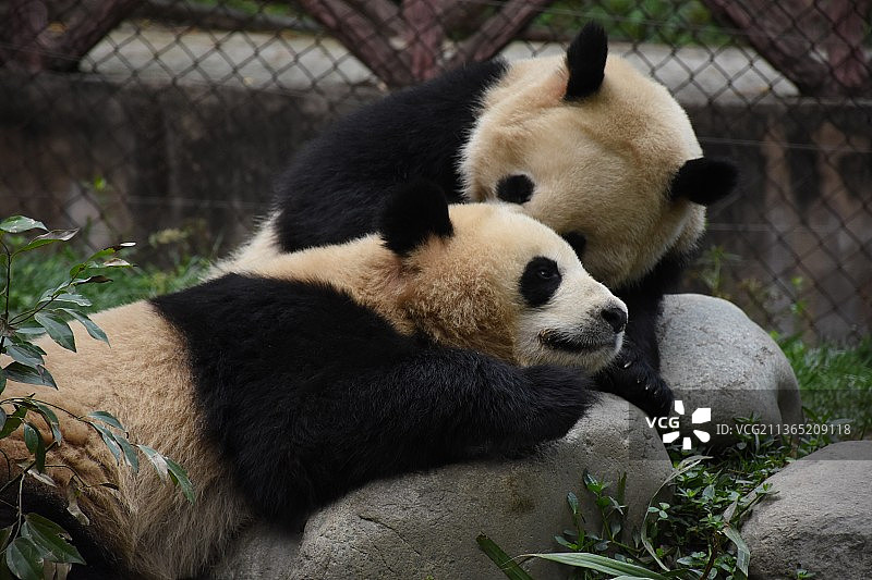 成都大熊猫繁育研究基地糯米团子图片素材