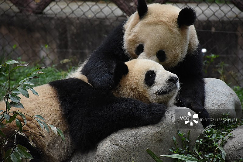 成都大熊猫繁育研究基地糯米团子图片素材