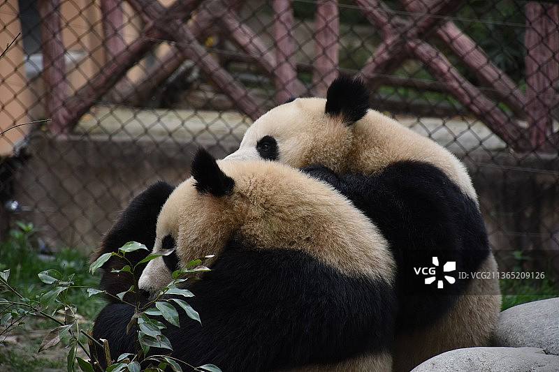 成都大熊猫繁育研究基地糯米团子图片素材