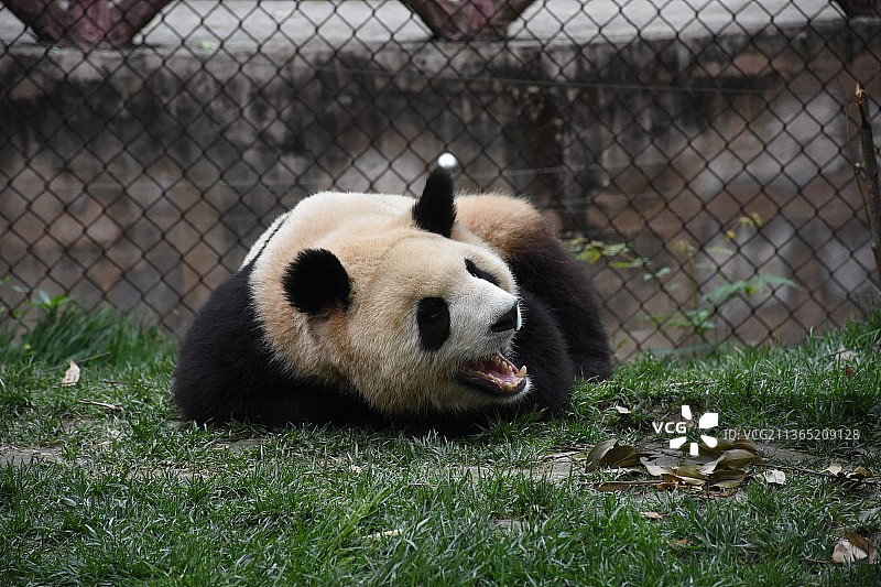 成都大熊猫繁育研究基地糯米团子图片素材
