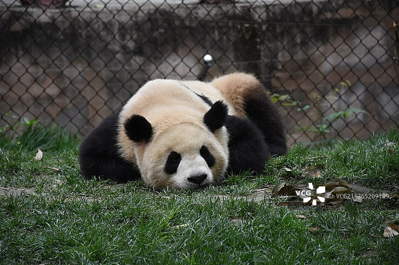 成都大熊猫繁育研究基地糯米团子图片素材