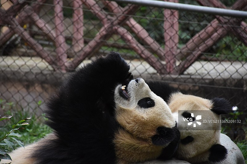 成都大熊猫繁育研究基地糯米团子图片素材