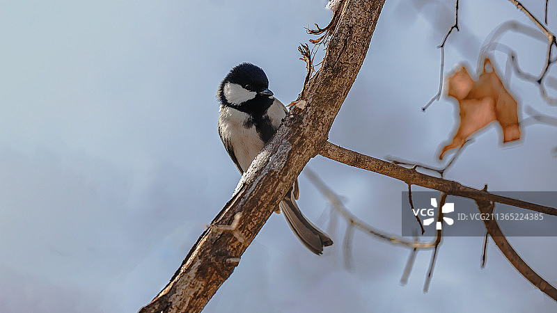 沼泽山雀图片素材