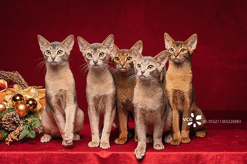 阿比西尼亚客片图片素材