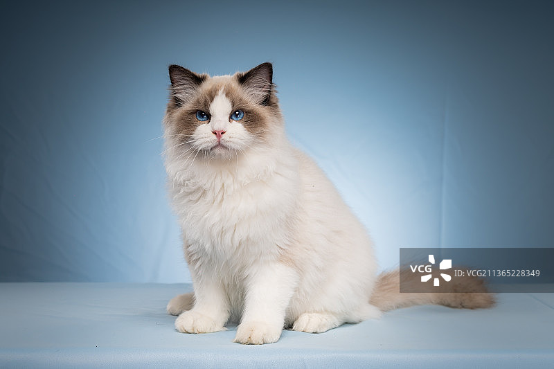 布偶猫图片素材