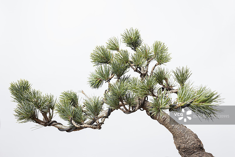 中式盆景图片素材