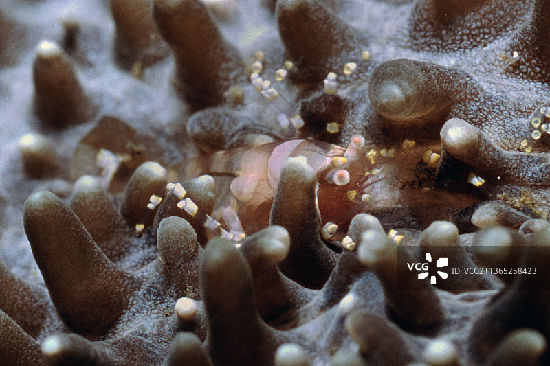 隐藏的珊瑚海葵虾图片素材