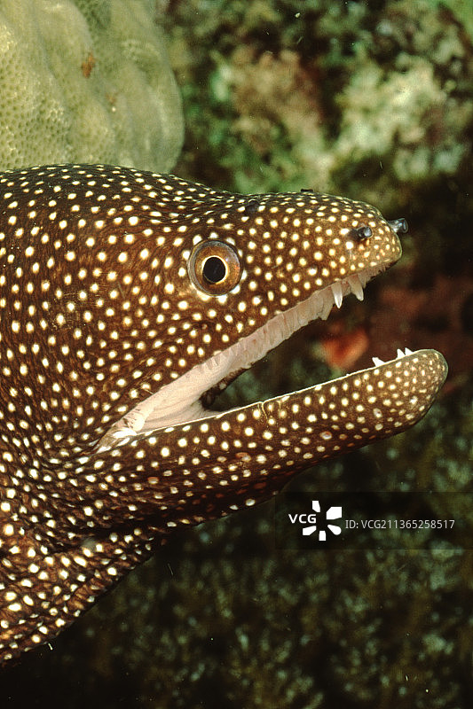 张着嘴的白口裸胸鳝特写图片素材