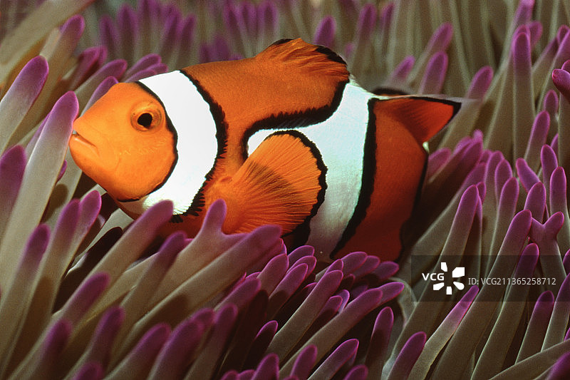 海葵中的小丑鱼图片素材
