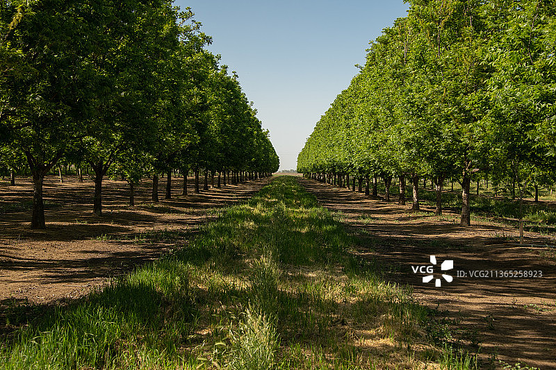 加利福尼亚州威廉姆斯山核桃种植园图片素材