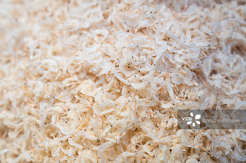 干虾皮图片素材