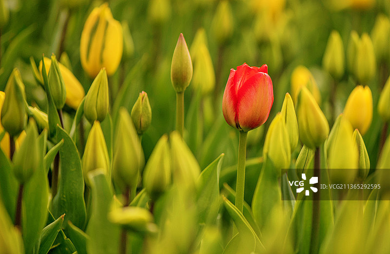 一只独秀图片素材