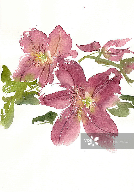 红色麝香百合图片素材