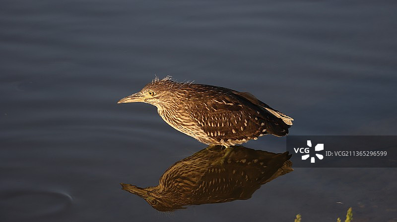 夜鹭光影图片素材