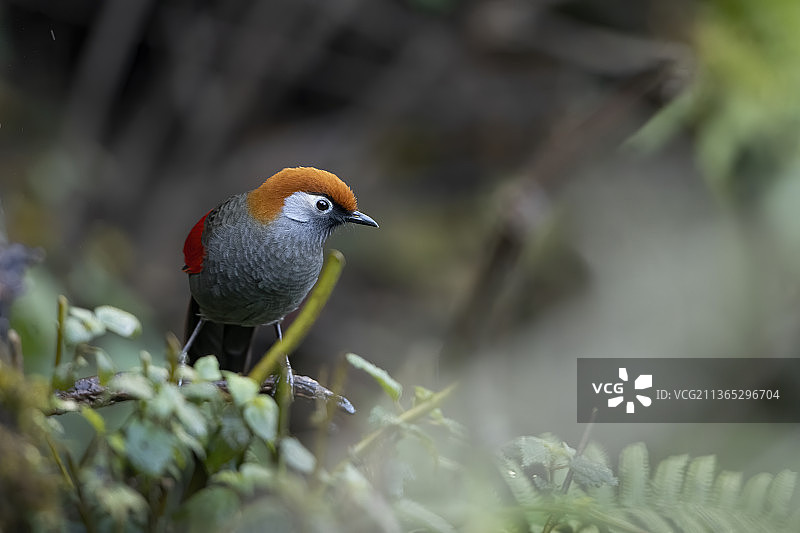 迎风待月图片素材