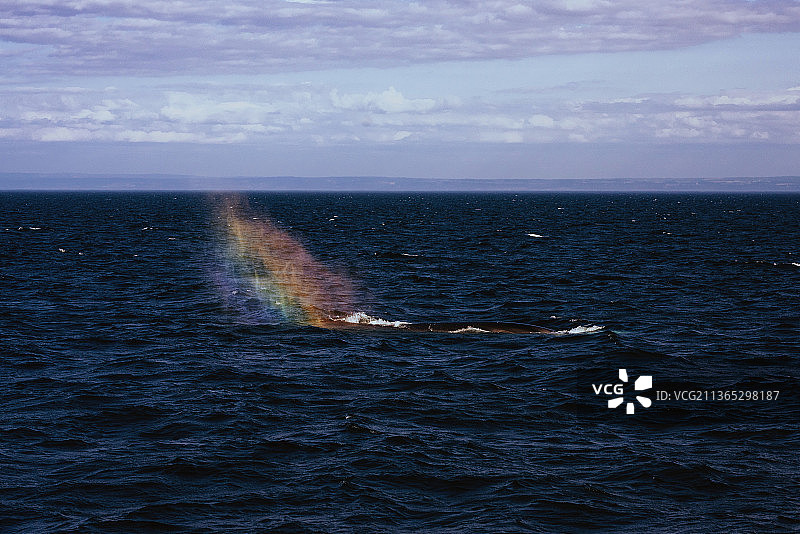 长须鲸，海天一色的风景图片素材