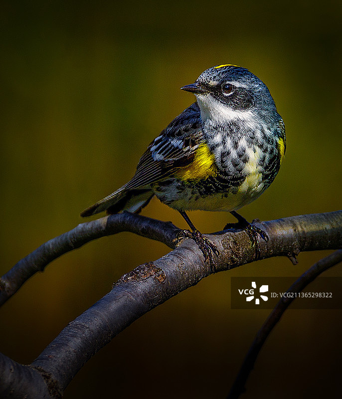 歌带鹀停留在树枝上的特写，加拿大马尼托巴省温尼伯图片素材