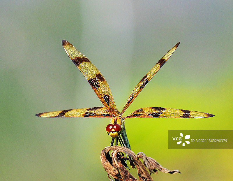 四轮越野车，植物上的蜻蜓特写图片素材