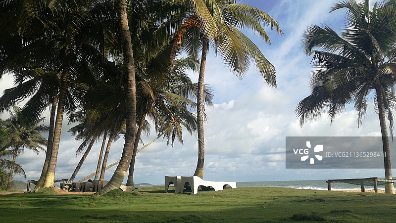 加纳梦境：棕榈树田野风光图片素材