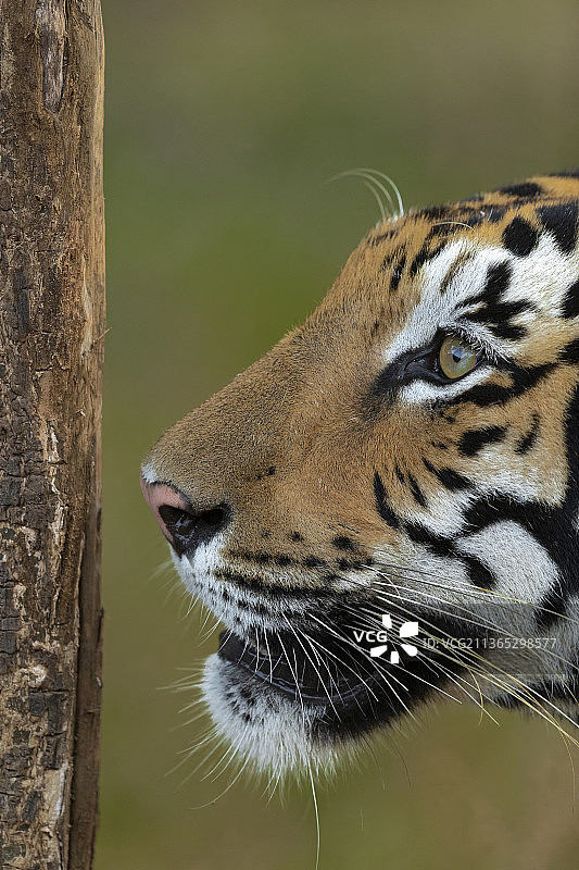 苏门答腊虎特写图片素材
