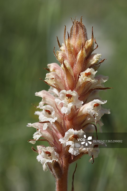 紫水晶列当的枯萎花朵特写图片素材