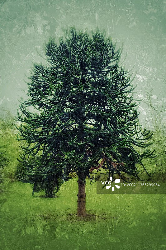 森林中的绿树特写图片素材