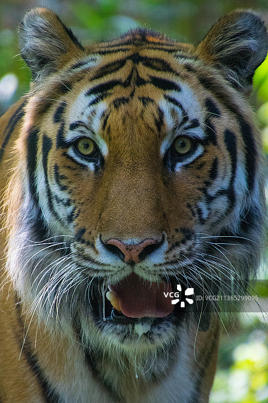 动物特写：苏门答腊虎图片素材