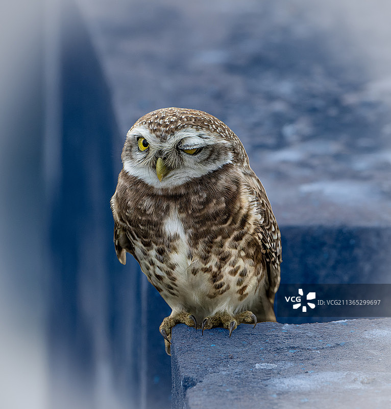 眨眼，印度边境上的穴鸮图片素材