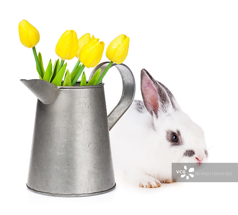水壶里的黄色郁金香和复活节兔子图片素材