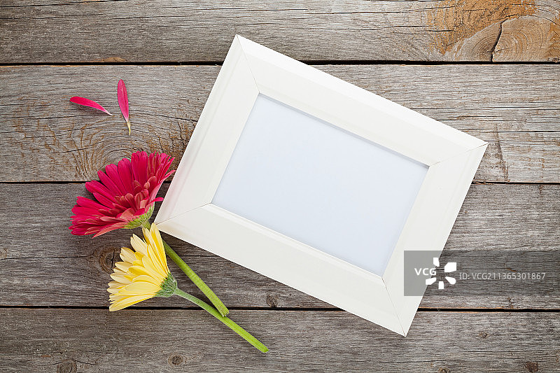 两朵彩色非洲菊和相框图片素材