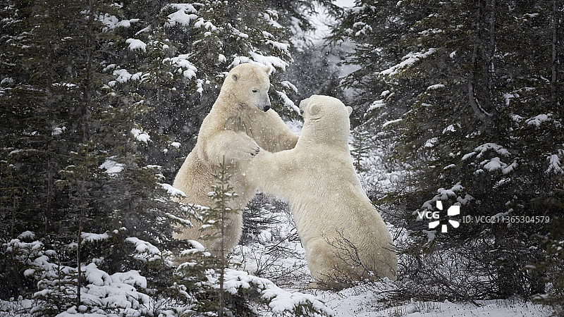 加拿大曼尼托巴省丘吉尔市的北极熊打斗场景图片素材