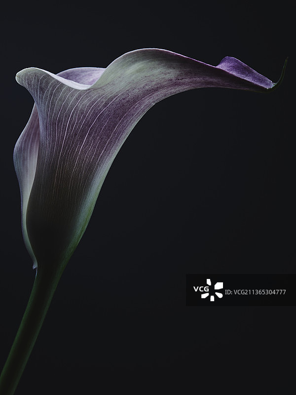 黑色背景下的花朵特写图片素材