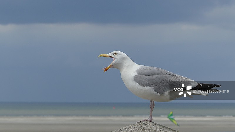 海鸥，栖息在岸边的海鸥特写，博尔库姆，德国图片素材