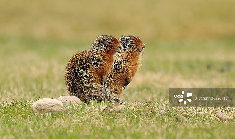 田野中的草原犬鼠特写图片素材