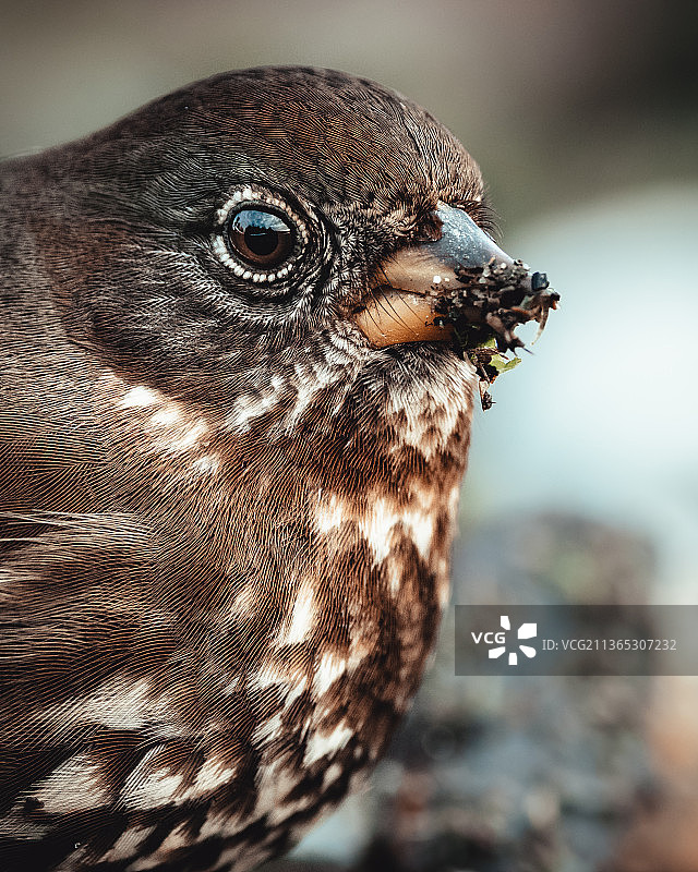 喙上有沙子的狐狸麻雀，美国华盛顿州圣胡安岛图片素材