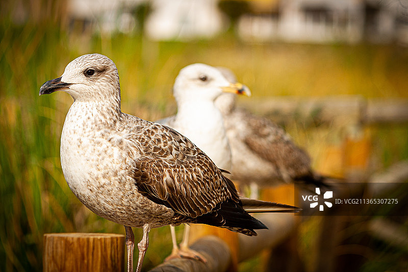 鸟类栖息在木桩上（葡萄牙波塔莱格里区朗戈梅尔）图片素材