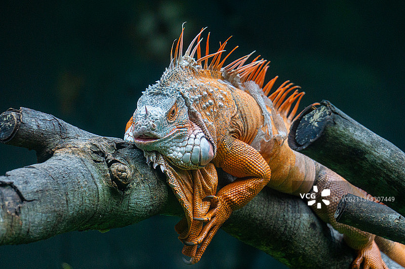 越南胡志明市动物园里的绿鬣蜥特写图片素材