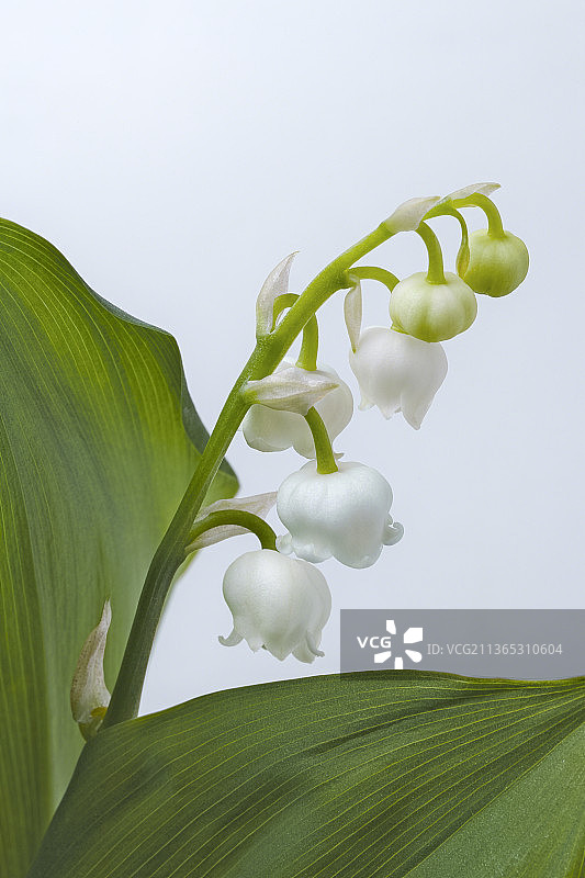 日本兵库县神户市的白色开花植物特写图片素材