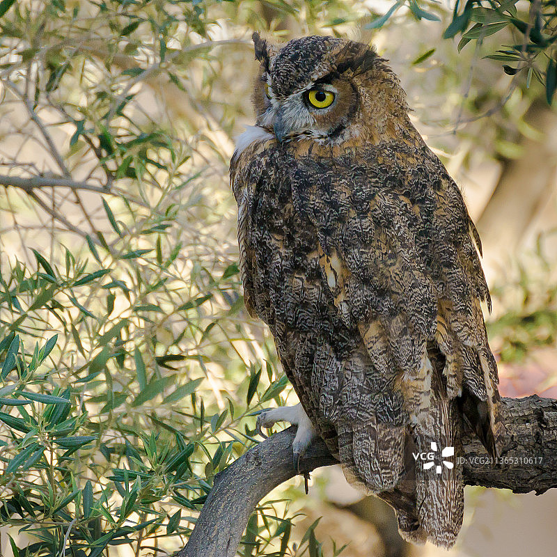 美国亚利桑那州凤凰城栖息在树枝上的大角鸮雌鸟特写图片素材