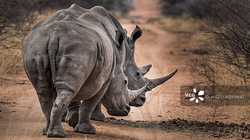 站在田野里的白色犀牛侧视图图片素材