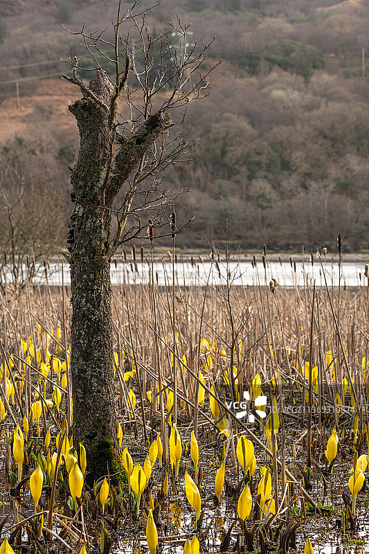 臭鼬百合，英国塔伯特黄色植物图片素材