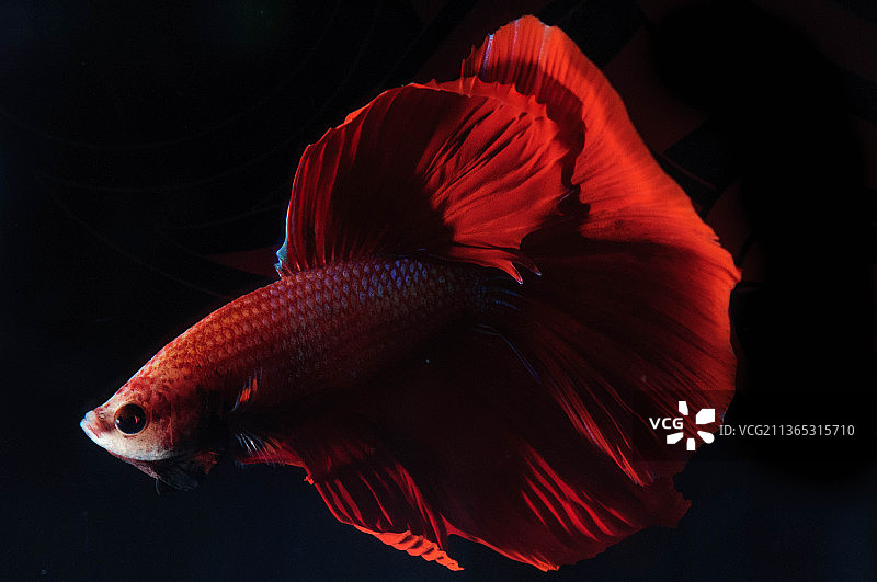 黑色背景中游泳的暹罗fighting鱼特写图片素材