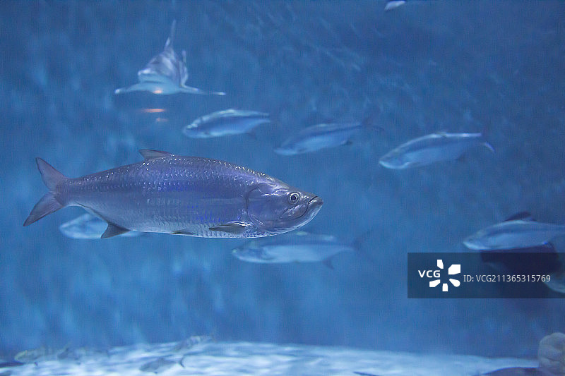 大型海鱼：海水中游动的热带鲭鱼特写图片素材